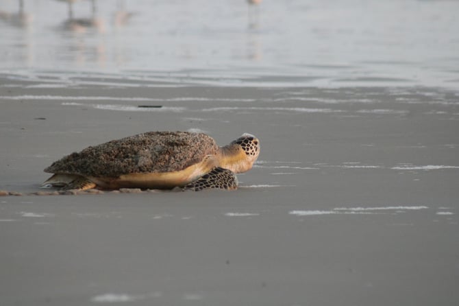 Sea Turtle Nesting