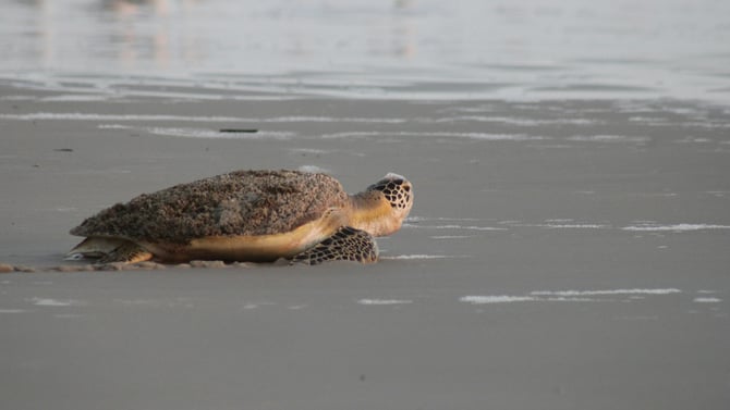 Sea Turtle Nesting