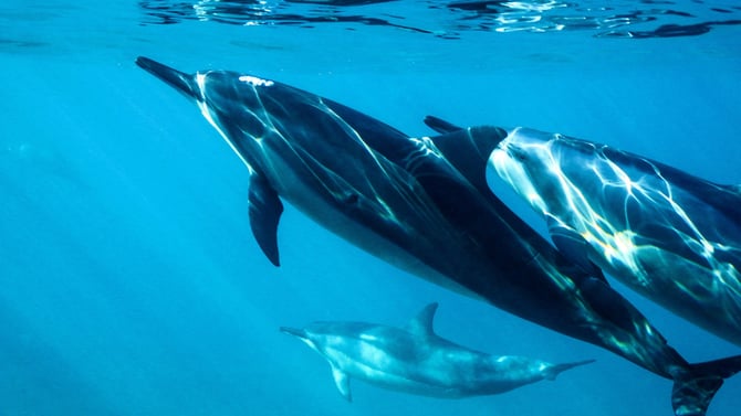 Clearwater Marine Aquarium